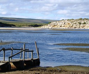 Could the Cape Otter be a potential indicator of water pollution levels?